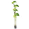 Realistic Touch Artificial Plant Flower Pot Home Interior Deco 160 cm