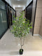Realistic Touch Artificial Orchid Flower Deco Pot